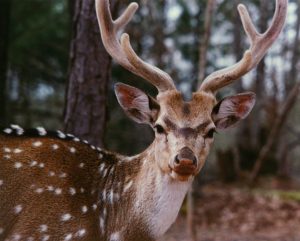 buy atv for deer hunting