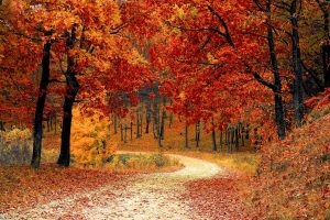 Fall colors for a motorcycle ride